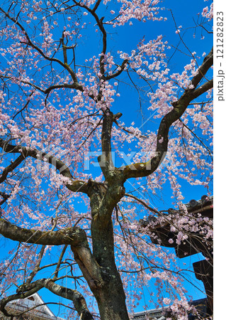 妙覚寺　美しい枝垂れ桜（京都府京都市上京区） 121282823