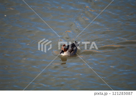 信濃川・やすらぎ堤の小鴨(こがも) 121283087