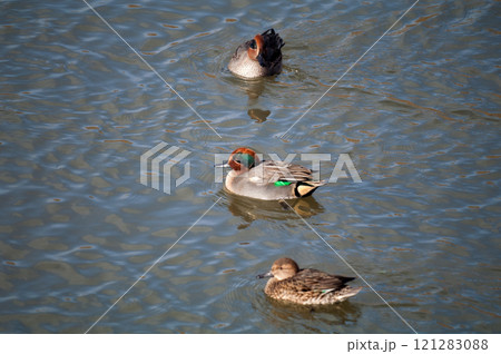 信濃川・やすらぎ堤の小鴨(こがも) 信濃川・やすらぎ堤の小鴨(こがも) 121283088