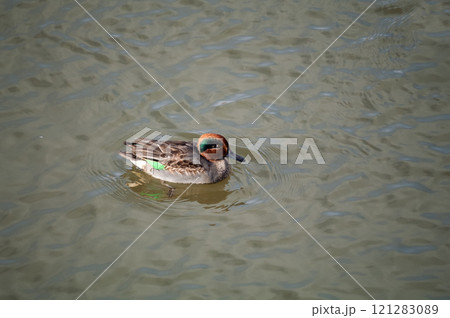 信濃川・やすらぎ堤の小鴨(こがも) 121283089