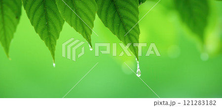 Summer banner with vibrant flowers, green leaves, sunny weather, fresh and bright scene, nature background, outdoor beauty, seasonal flora, cheerful atmosphere, sunny sky, summer vibes 121283182