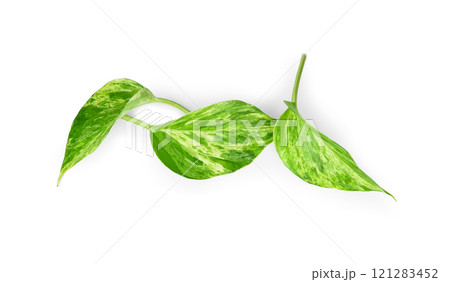 Manjula pothos plant, Epipremnum aureum leaves, Heart shaped leaves isolated on white background, with clipping path 121283452