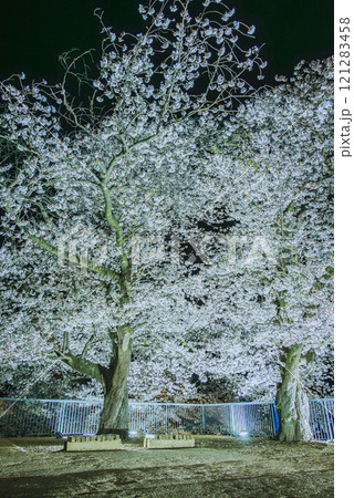戌亥櫓台の夜桜【松代城跡】 戌亥櫓台の夜桜【松代城跡】 121283458