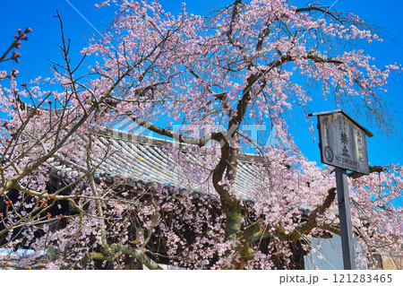 妙覚寺　美しい枝垂れ桜（京都府京都市上京区） 121283465