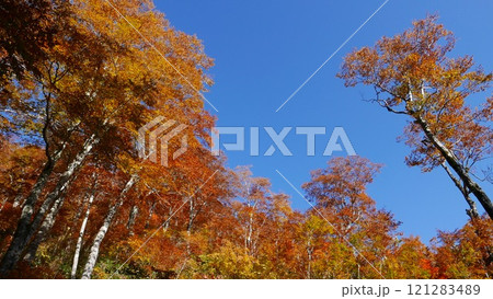小原峠の紅葉 小原峠の紅葉 121283489