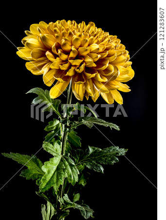 Golden Chrysanthemum Blossom with Dew on a black background Golden Chrysanthemum Blossom with Dew on a black background 121283607