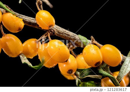 Sea Buckthorn Berries on Branch isolated on black background Sea Buckthorn Berries on Branch isolated on black background 121283617