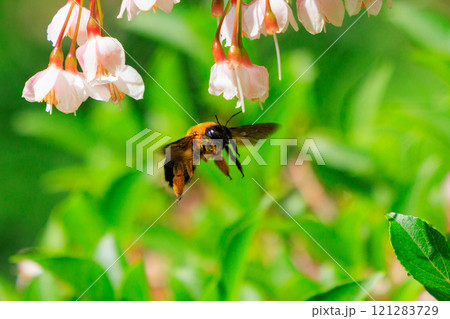 体と羽音が大きいことから凶暴と誤解されるが意外と温厚な蜂クマバチ 体と羽音が大きいことから凶暴と誤解されるが意外と温厚な蜂クマバチ 121283729