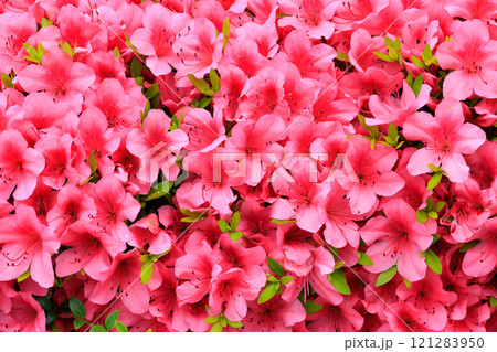 日本人に最も親しまれている植物の一つツツジ 日本人に最も親しまれている植物の一つツツジ 121283950