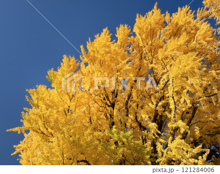 等々力不動尊 黄葉したイチョウ 東京都 等々力不動尊 黄葉したイチョウ 東京都 121284006