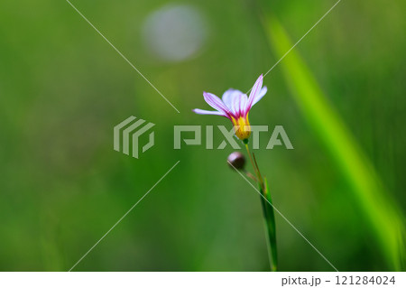 芝生や草原に白や赤紫の可憐な花を咲かせるニワゼキショウ 121284024