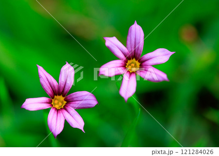芝生や草原に白や赤紫の可憐な花を咲かせるニワゼキショウ 芝生や草原に白や赤紫の可憐な花を咲かせるニワゼキショウ 121284026