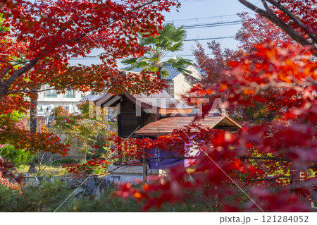 秋の京都 神光院 紅葉に包まれた弁財天社 秋の京都 神光院 紅葉に包まれた弁財天社 121284052