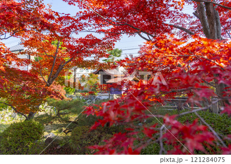 秋の京都　神光院　紅葉に包まれた弁財天社 121284075