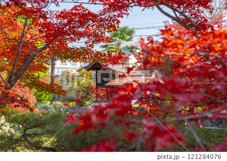 秋の京都　神光院　紅葉に包まれた弁財天社 121284076