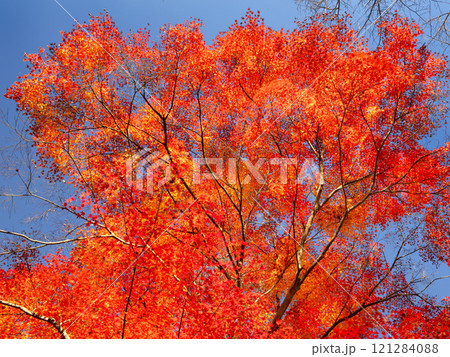 等々力渓谷の紅葉 東京都 等々力渓谷の紅葉 東京都 121284088