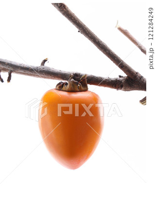 美味しそうな筆柿 美味しそうな筆柿 121284249