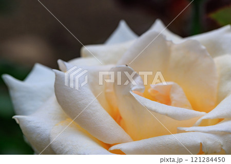 観賞用植物の代表格で多種多様な品種を誇るバラ 121284450