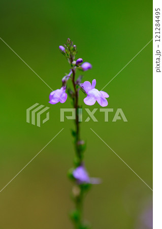 ウンランに似た花を咲かせ、芯が強い、喜び、輝きが花言葉のマツバウンラン 121284495