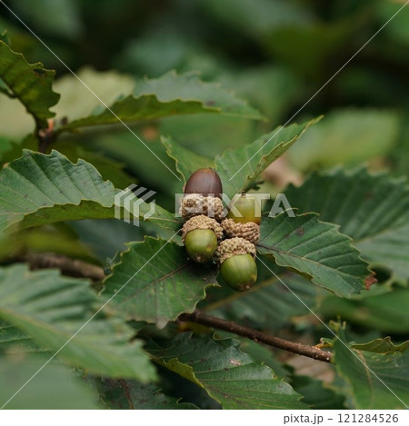 木になっているドングリ 木になっているドングリ 121284526