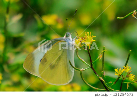 ひらひらと舞う白い妖精　モンシロチョウ 121284572