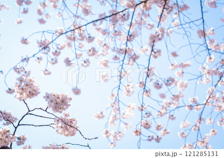 桜 121285131