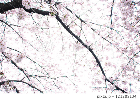 桜 121285134
