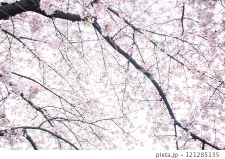 桜 121285135