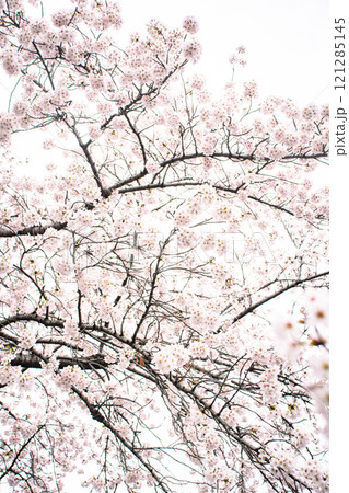 桜 121285145