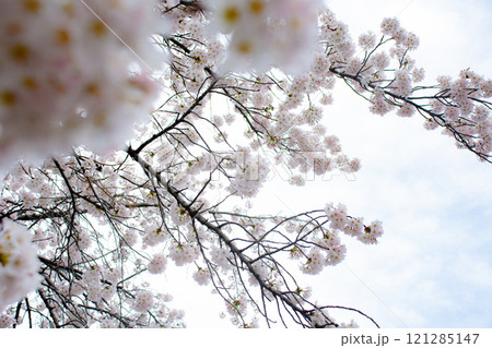 桜 桜 121285147