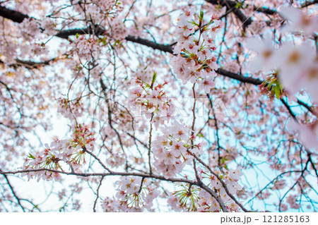 桜 121285163