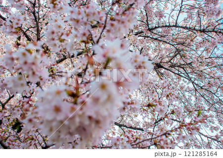 桜 121285164