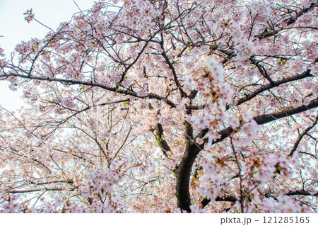 桜 121285165