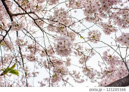 桜 121285166