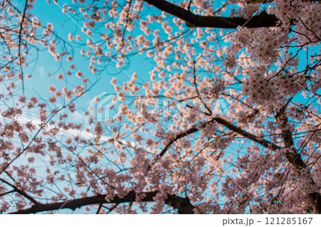 桜 121285167
