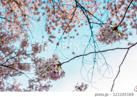 桜 121285169