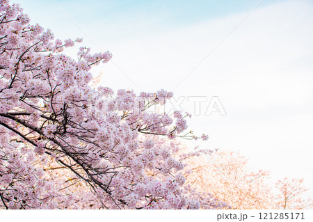 桜 121285171