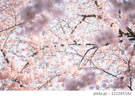 桜 121285182