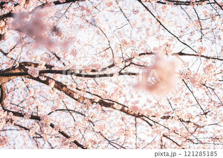 桜 桜 121285185