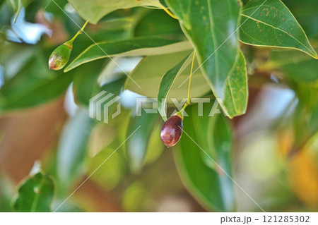 こげ茶色のヤブニッケイの実(冬、十二月) こげ茶色のヤブニッケイの実(冬、十二月) 121285302