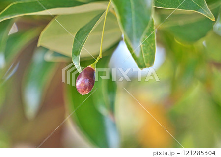 こげ茶色のヤブニッケイの実(冬、十二月) こげ茶色のヤブニッケイの実(冬、十二月) 121285304