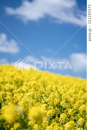 青空に向かって咲く菜の花 青空に向かって咲く菜の花 121285573