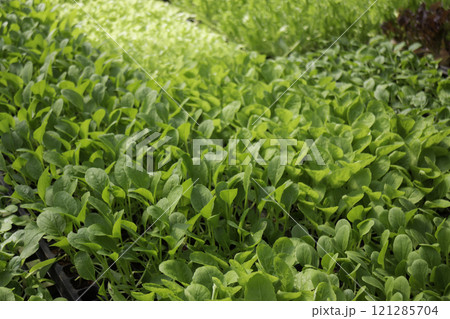 Thai agricultural produce to be exhibited at the fair 121285704