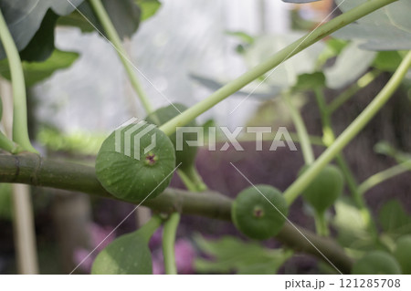 Thai agricultural produce to be exhibited at the fair 121285708