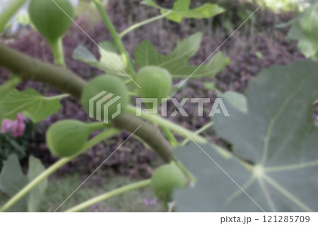 Thai agricultural produce to be exhibited at the fair 121285709