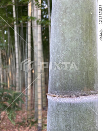 竹林の青竹 121285828