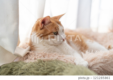 窓辺でくつろぐ猫 茶トラ白 窓辺でくつろぐ猫 茶トラ白 121285861