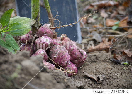 Freshly harvested root vegetables with shovel in garden soil Freshly harvested root vegetables with shovel in garden soil 121285907