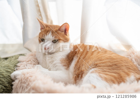 窓辺でくつろぐ猫　茶トラ白 121285986