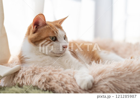 窓辺でくつろぐ猫　茶トラ白 121285987